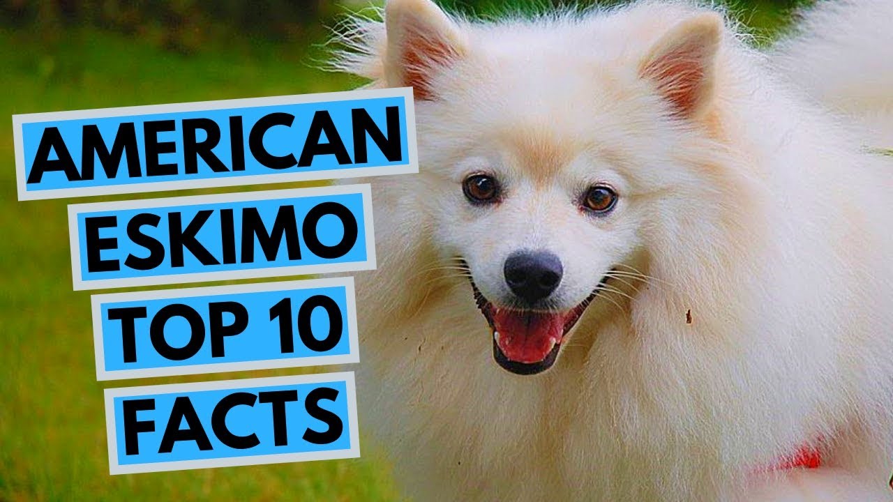 American Eskimo Dog TOP 10 Interesting Facts YouTube