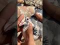 Pilke Madrsi Kabutar #trending#shorts#viral#pigeon#kabootar#ytshorts#birds#reels#kabootar#shortvideo