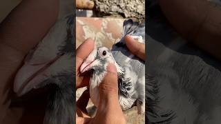 Pilke Madrsi Kabutar #trending#shorts#viral#pigeon#kabootar#ytshorts#birds#reels#kabootar#shortvideo