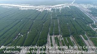 Organic black tiger shrimp farm in Camau, Vietnam