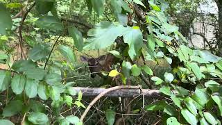 Help! Deer Eating Everything in the Garden! by Nick Adams 52 views 10 months ago 1 minute, 54 seconds