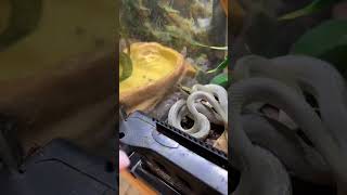 "Exploring the Unique Characteristics of the Rhinoceros Rat Snake: A Fascinating Arboreal Species"