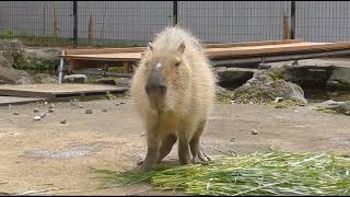 2024年03月下旬　生牧草のおやつが来ました　～大宮公園小動物園のカピバラ～