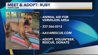 Meet Ruby!!  Adopt Ruby!!  Animal Aid Vermilion's Weekly Visit!!