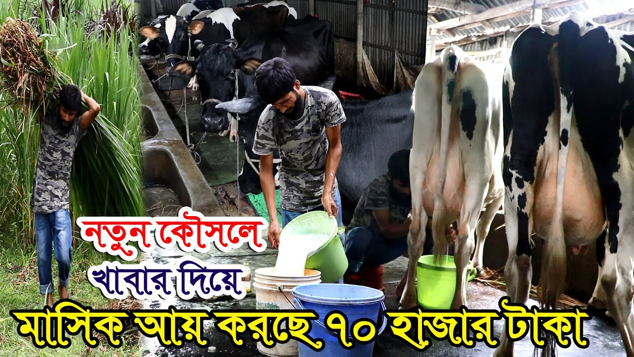 গাভী গরুর খামার করে লাভবান হতে চাইলে দেখুন | গরুর খামার থেকে মাসিক আয় ৭০ হাজার টাকা | চাকরি না খামার
