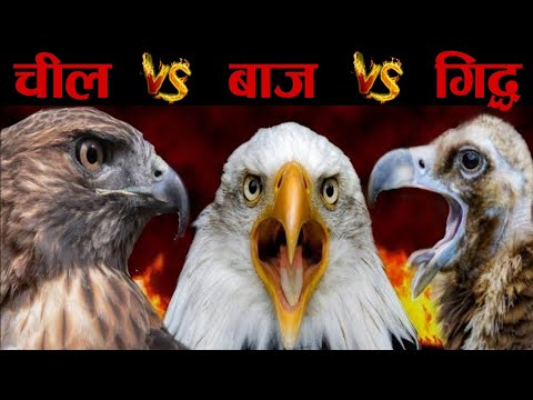 चील गिद्ध और बाज इन तीनो में क्या अंतर होता है eagle vs vulture vs hawk