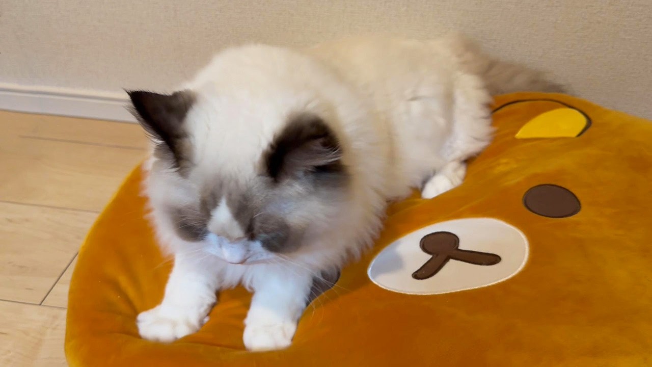 「まだ赤ちゃんです」リラックマの上で眠たそうにふみふみする子猫が愛おしすぎました