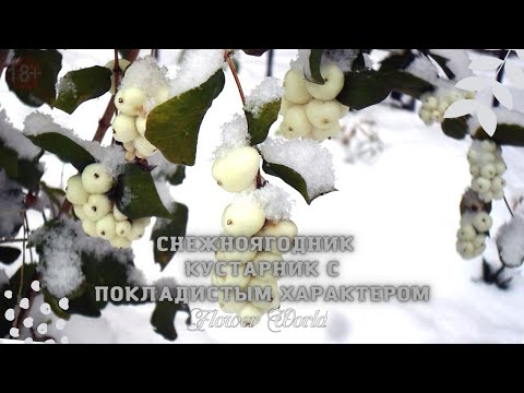 Снежноягодник – кустарник с покладистым характером.🌾🥀🏵