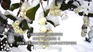 видео: Снежноягодник – кустарник с покладистым характером.🌾🥀🏵 картинка: Снежноягодник – кустарник с покладистым характером.🌾🥀🏵