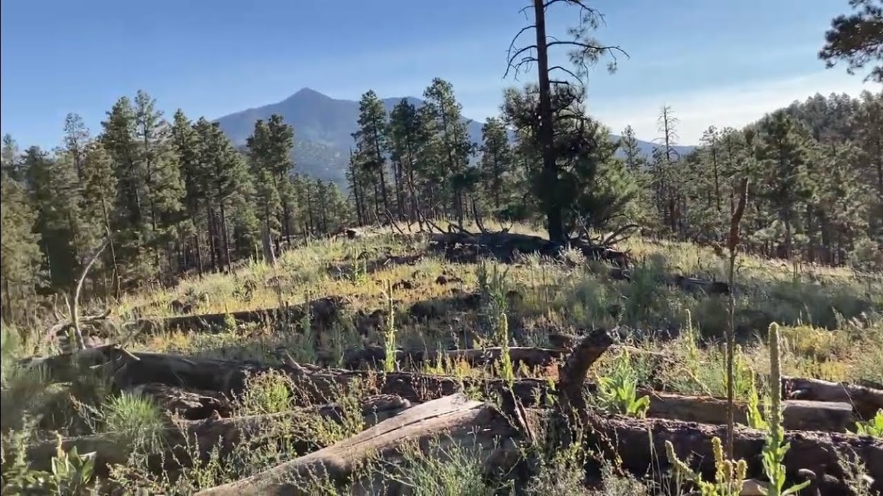 Camping and Elk Hunting Arizona’s high county near Flagstaff YouTube