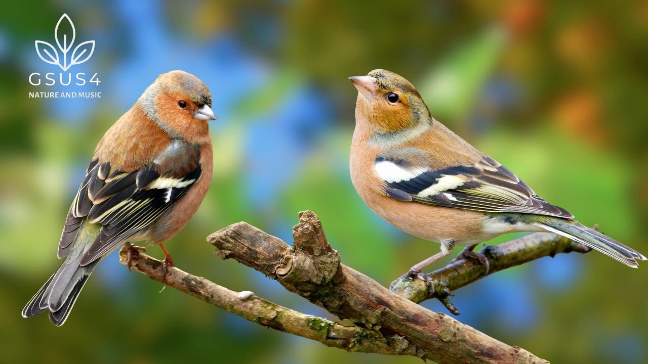 10 Hours of Relaxing Forest Bird Sounds: The Ultimate Soundscape for ...