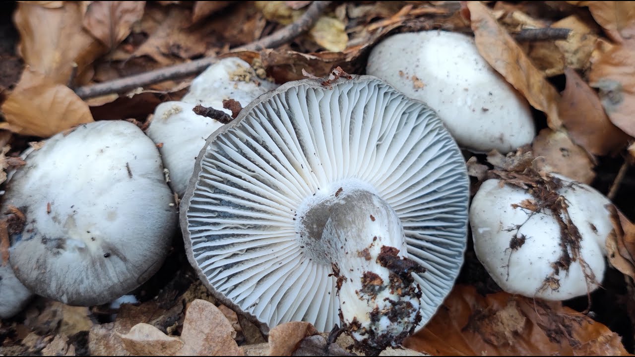 Potraga za martovkama, Hygrophorus marzuolus, 15. 3. 2024. - martovke u postelji od suvog lišća.