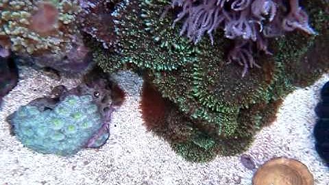 Underwater Casio Commando Video