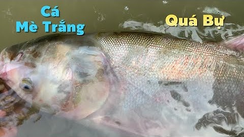 Lần đầu tiên dính con cá Mè Trắng bự như vậy sau 2 đêm ngâm lưới | Cù Lao Dung Vlogs #581