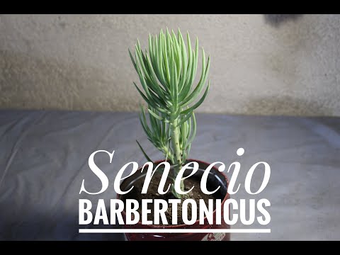 Vídeo: Propagació de plantes de barber - Apreneu a propagar un arbust de barberry