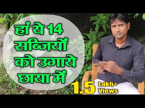 वीडियो: छाया में कौन सी सब्जियां उगाई जा सकती हैं?