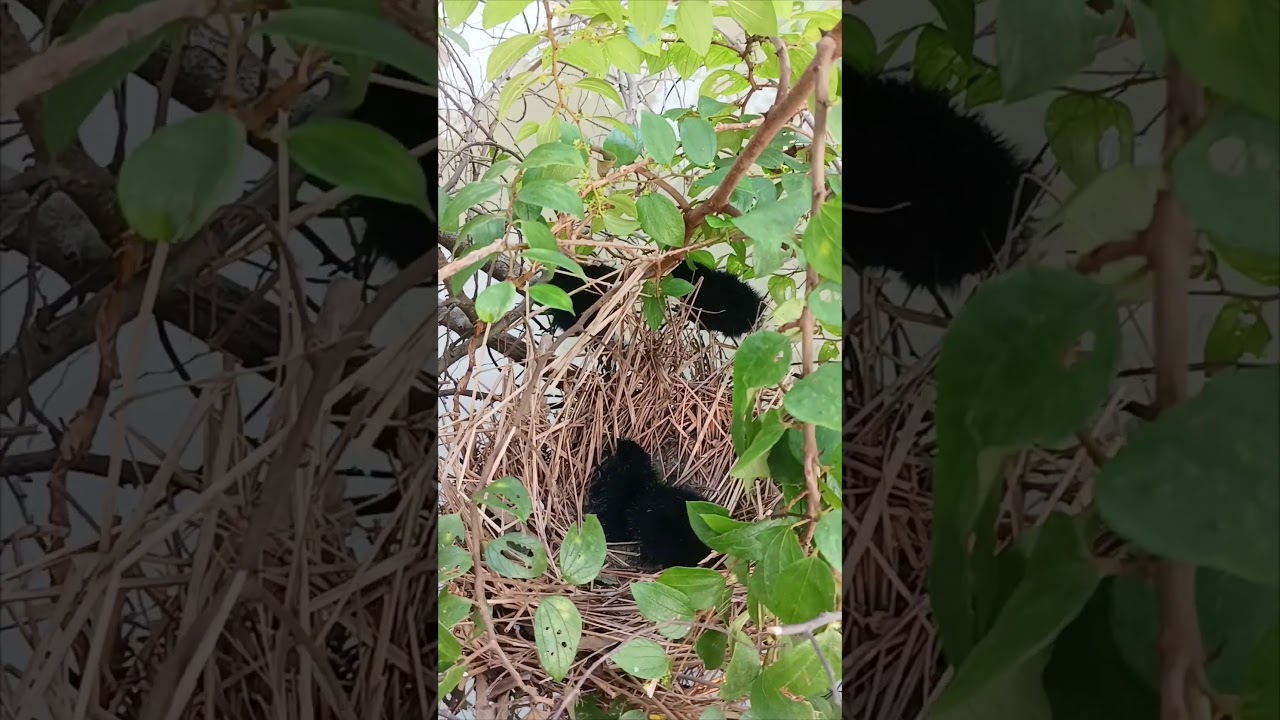 Baby Waterhen//Waterhen nest