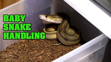 Snake hook.....for ball pythons????