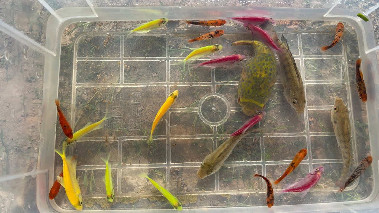 Amazing Unbelievable Founding Beautiful Skirt Tetra fish jewel fish