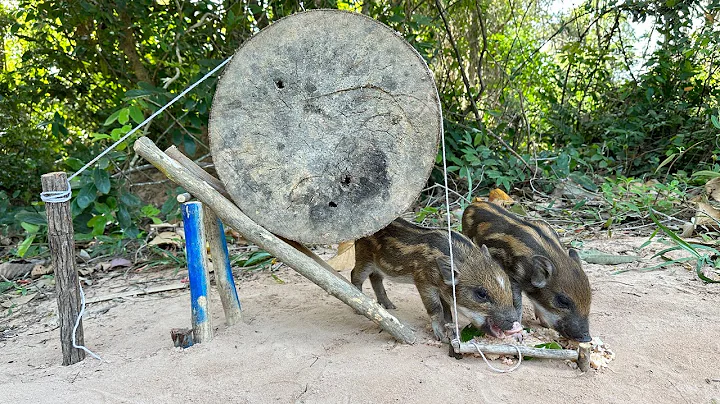 Giant Wild Boar Trap - The Power Pig Trap Make from Big Wood #animals #wildlife #shortvideo