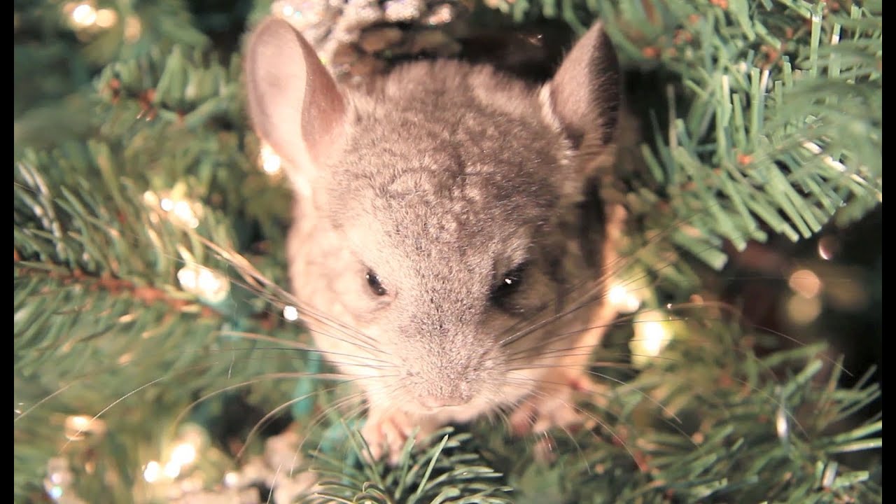 chinchilla christmas ornaments youtube christmas chinchilla