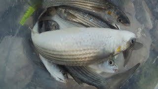 Pêche flotteur bolognese en Tunisie appâl عجينة    (صيد سمك البوري💥🔥💨💨💦💦😱🫡🫡)