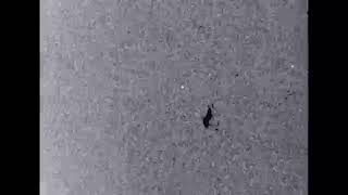 Whirling Deathcamp - Immune Wolf - Improvised Live