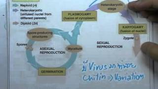 ormBio 021 : อนุกรมวิธาน (Taxonomy) ,ตอน03