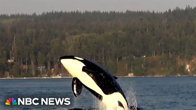 U S Coast Guard Launches Pilot Program To Save Threatened Whales