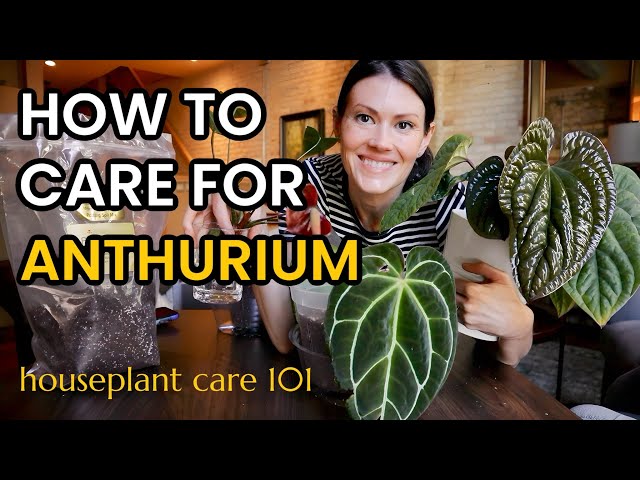 sensation peace lily Spathiphyllum 'Sensation'  Foliage Factory