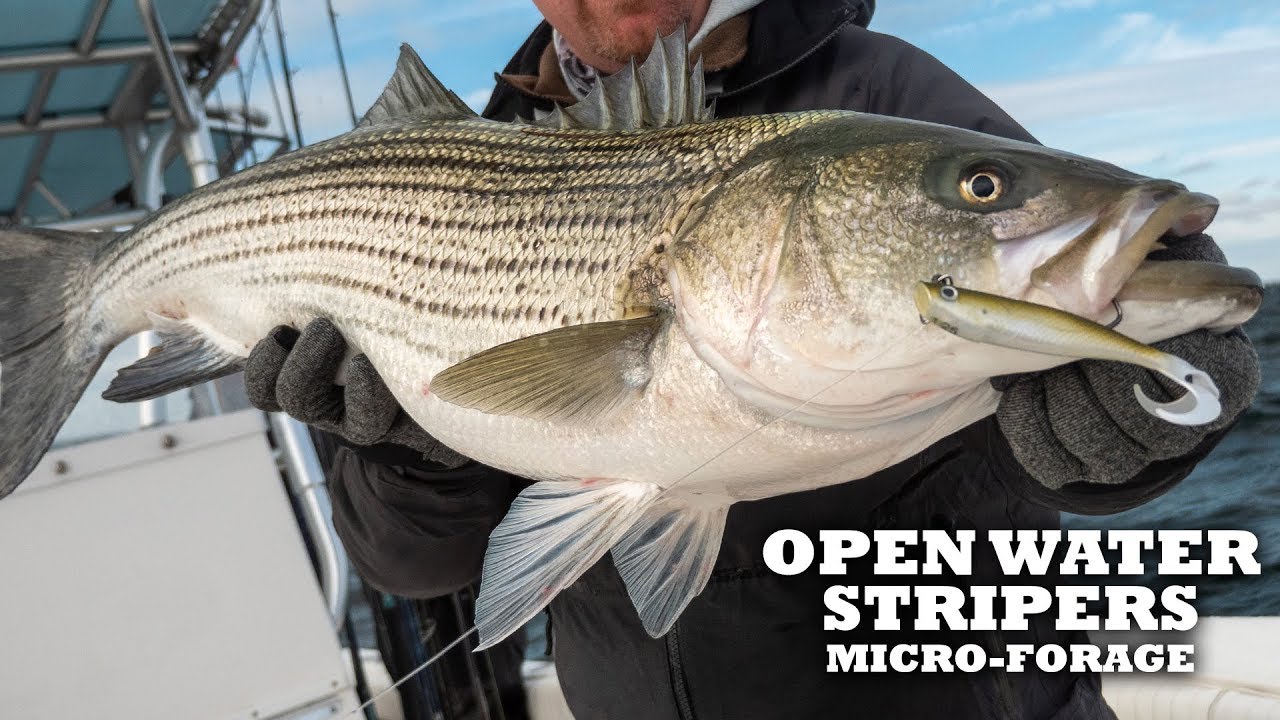 Micro-Forage Open Water Striper Fishing – Hogy Lure Company Online
