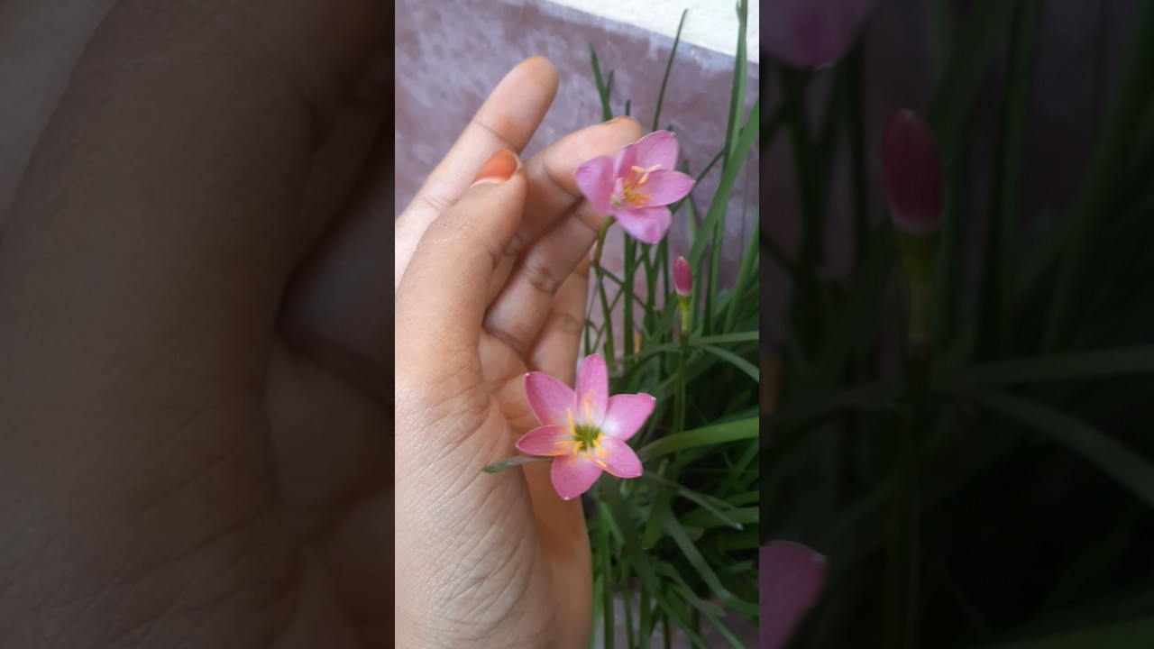Rain lily #youtubeshorts #viral #flowers #rooftopgarden