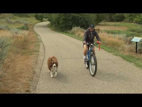 Medicine Hat's Off-Leash Changes Spark Mixed Reactions Among Pet Owners | Rogers tv