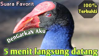 SUARA PIKAT BURUNG MANDAR BIRU AMPUH (no copyright)