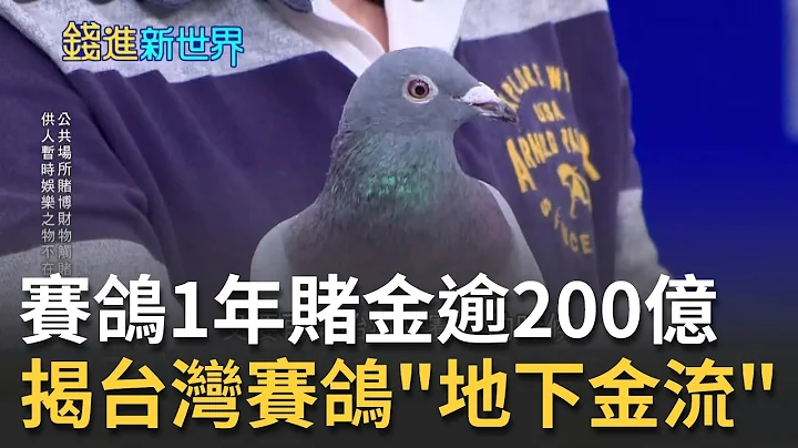 全台賽鴿一年賭金超過200億!? 北海.南海大不同 建銘曝內行人最愛玩"破無比"獎金賭得超高? ｜邱沁宜 主持｜20220217｜錢進新世界 feat.建銘 - 天天要聞