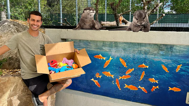 OTTERS WENT CRAZY FOR NEW PRESENT! *INSANE*