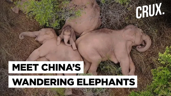 Why A Herd Of Elephants Is Crossing Thousands Of Miles In A Rare Journey Through Southwest China - DayDayNews