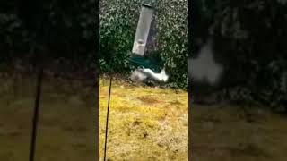Video Chistoso De Una Ardilla