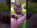 La ardillita que se hizo amiga de un hombre 🐿❤️