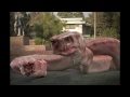 Youngs Cration (Horror )