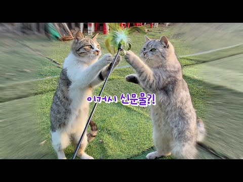 장난감을 난생 처음접한 길냥이 ｜ The <strong>first</strong> time <strong>stray</strong> cats see toys