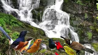 Download Lagu MASTERAN TERAPI AIR MENGALIR || SUARA BURUNG MASTERAN HANDAL || GACOR 100% MP3