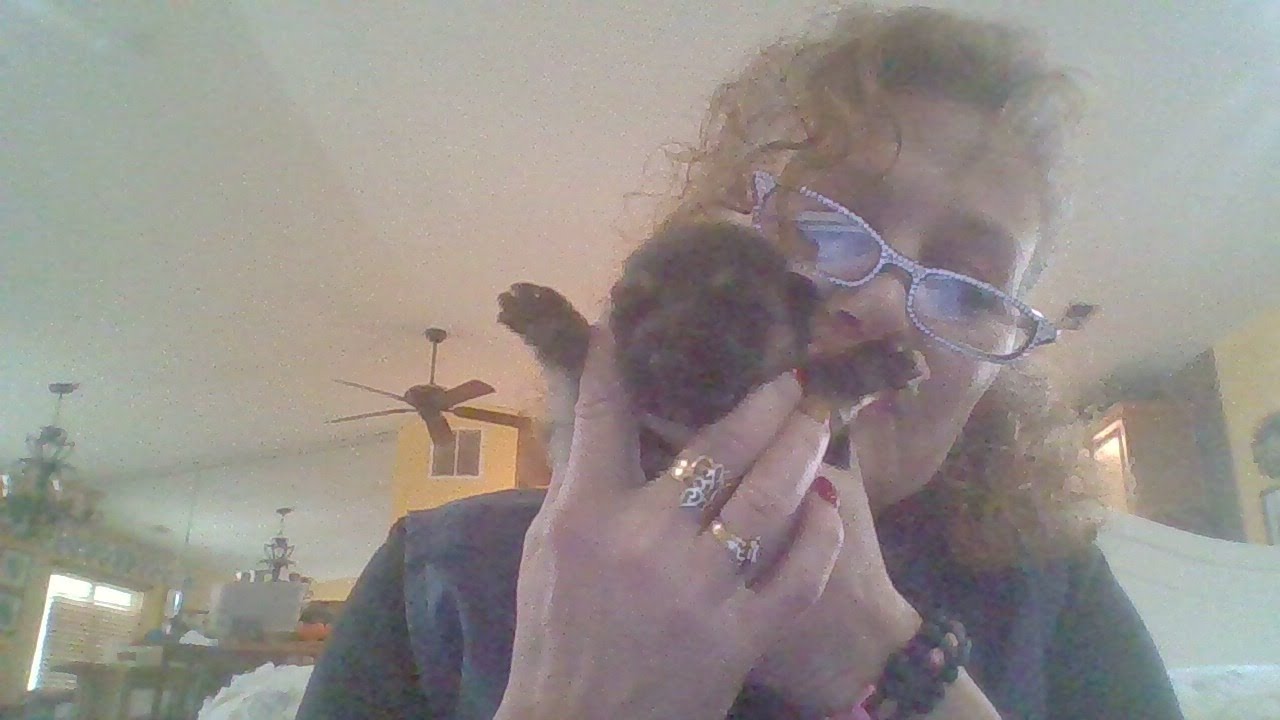 Bottle feeding new born german shepherd pup