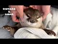 父ちゃんのヘッドマッサージでとろけるカワウソ Otter Melting from Head Massage