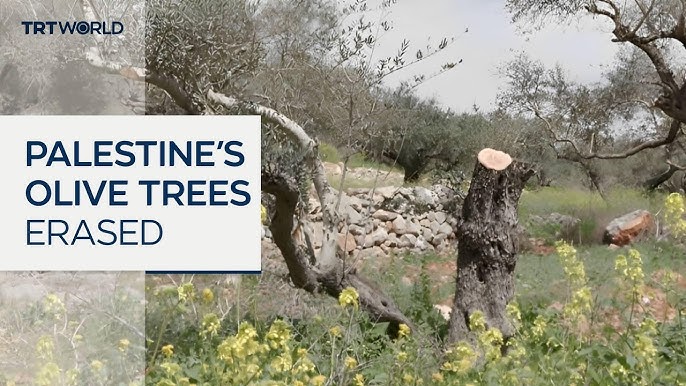 Israel destroyed more than 1M olive trees since 1967