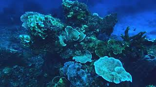 CORON, PHILIPPINES SCUBA DIVING ON REEFS