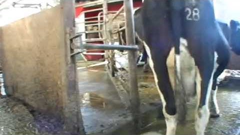 How automatic milking works - Robotic milking (2/5)