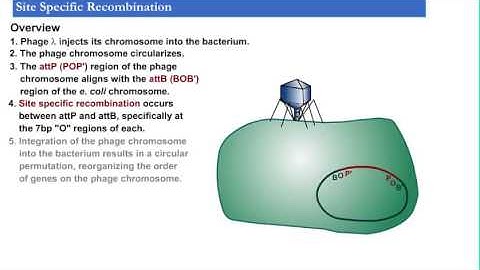 Site specific recombination