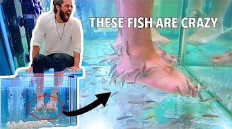 FISH EATING DEAD SKIN ON FEET (Fish Pedicure)