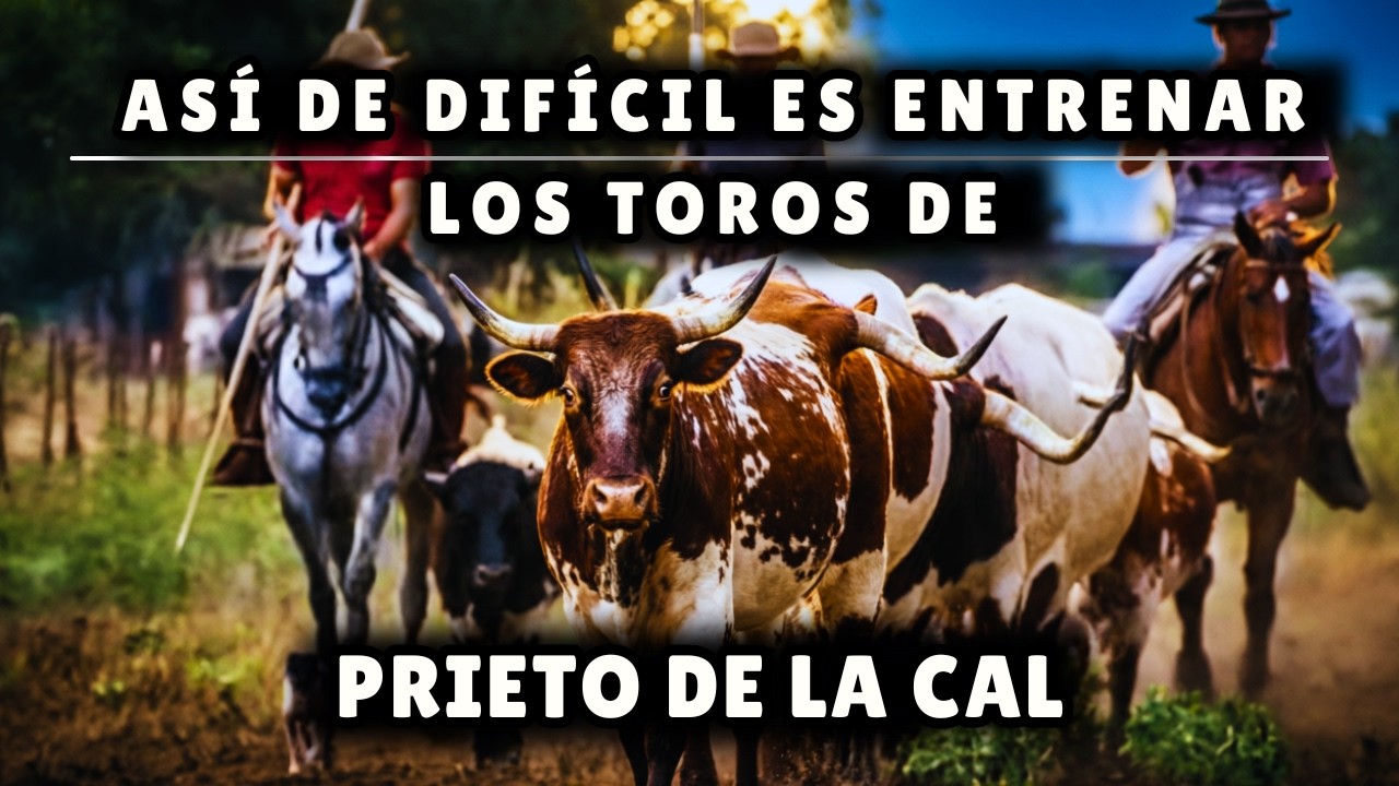 ¡Asi de DIFÍCIL es entrenar los TOROS de PRIETO DE LA CAL!